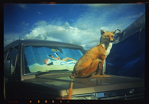 Fox on Rover, Stow-cum-Quy 1993