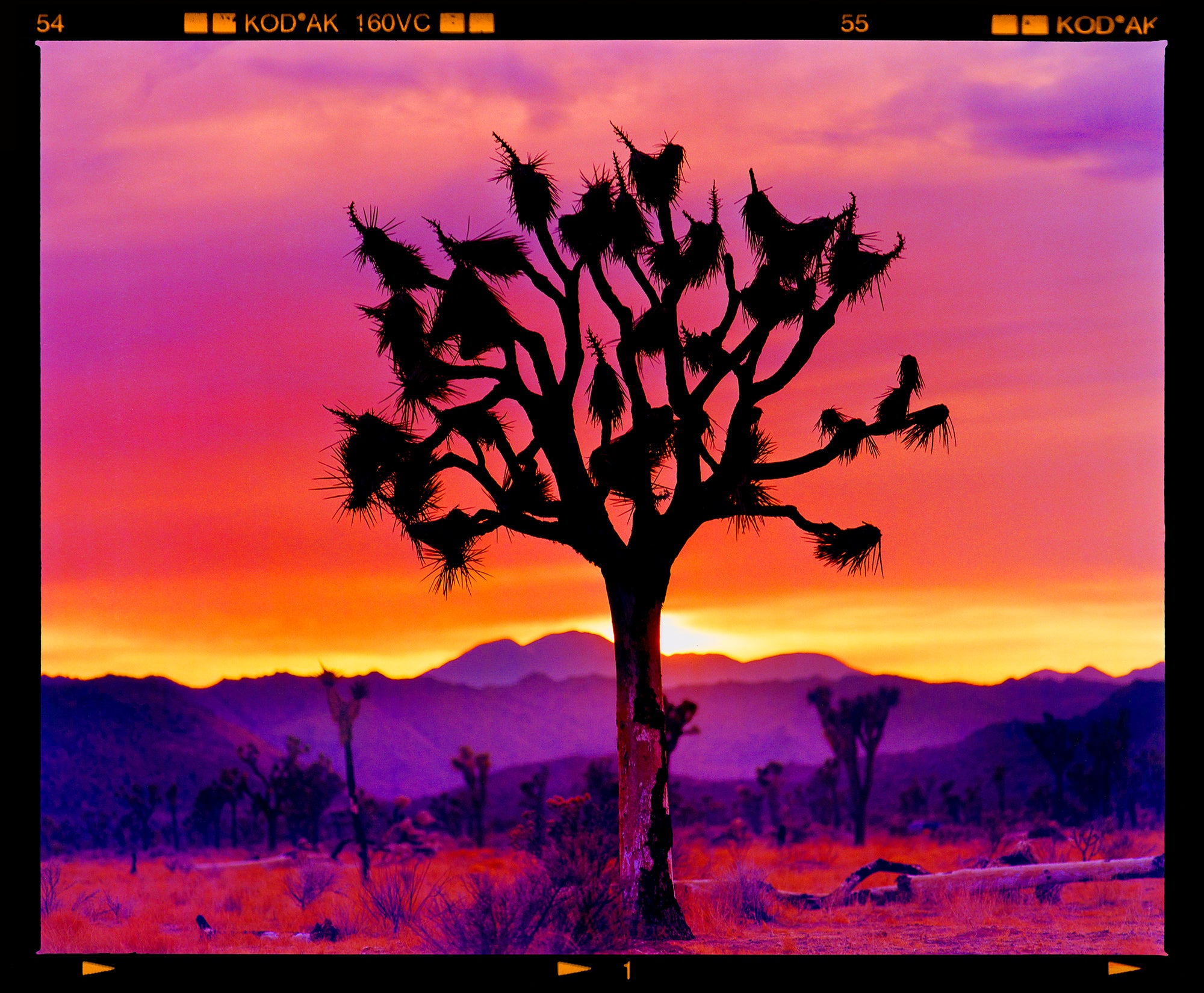 The iconic Joshua Tree stands silhouette against the layered sunset sky in the Mojave Desert in this Richard Heeps photograph.