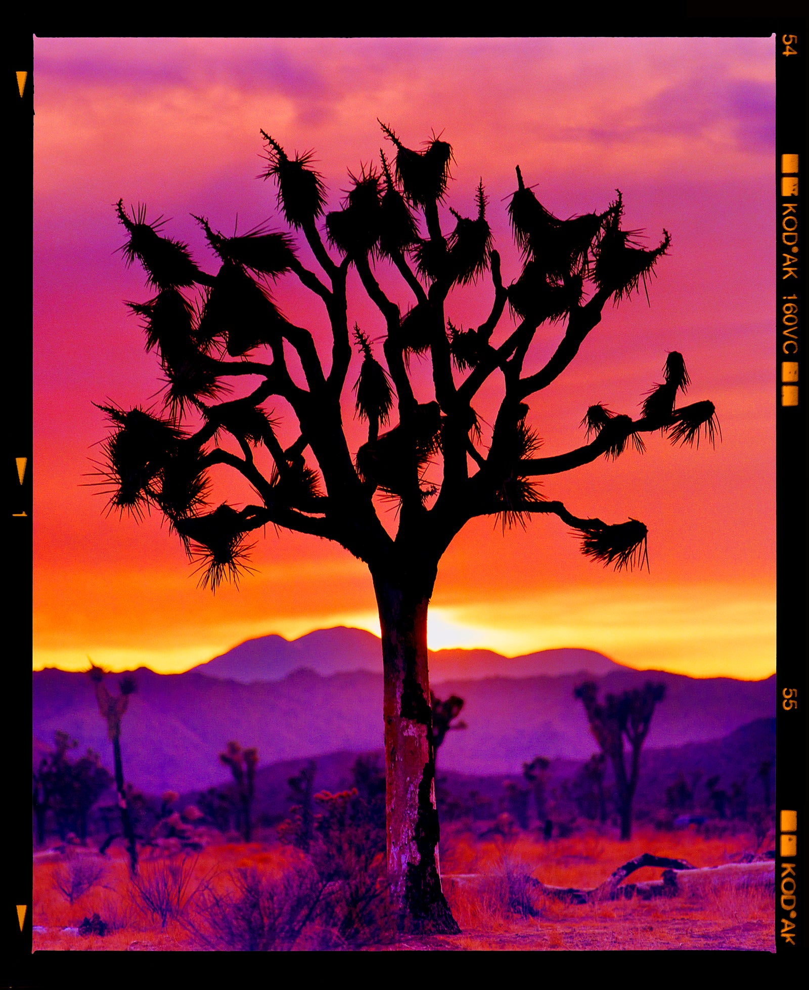 Joshua Tree Mojave Desert California sunset photograph by Richard Heeps 