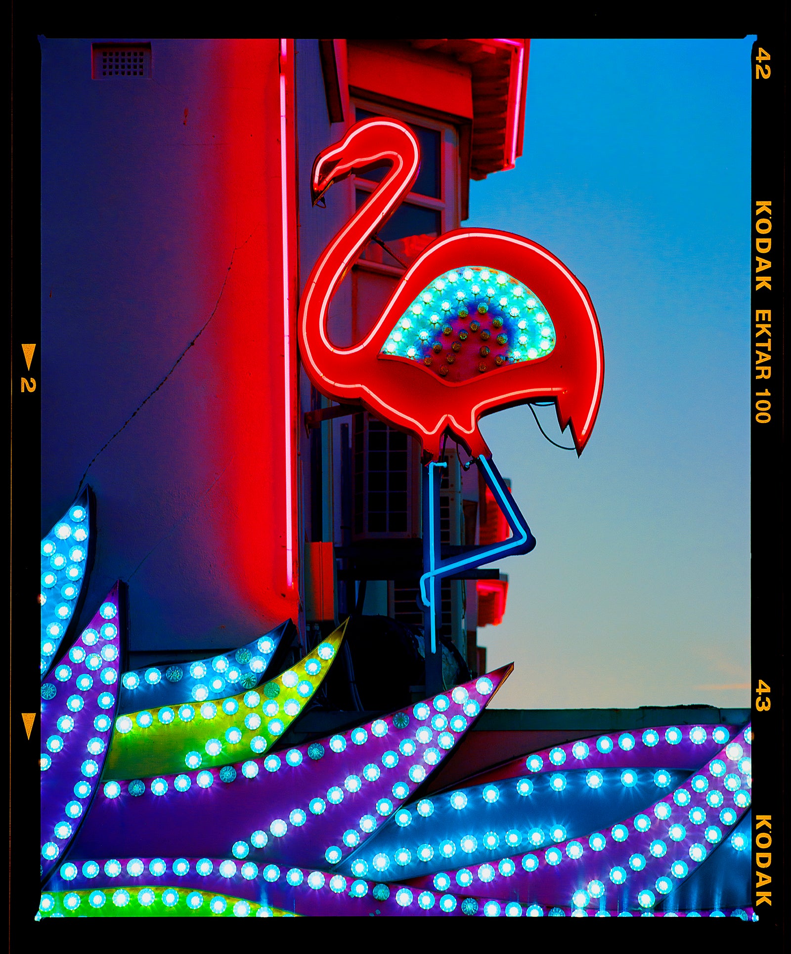 Neon Flamingo, photograph from Richard Heeps' Norfolk series.