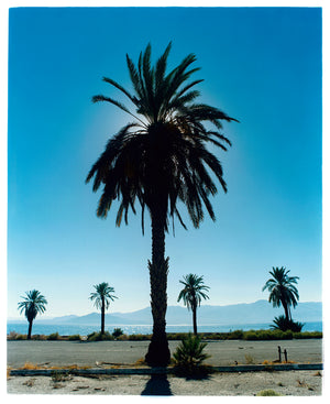 Palm Tree blue sky Salton Sea California landscape photograph by Richard Heeps