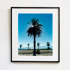 Palm tree silhouette against a bright blue California sky Salton Sea black frame photograph by Richard Heeps.