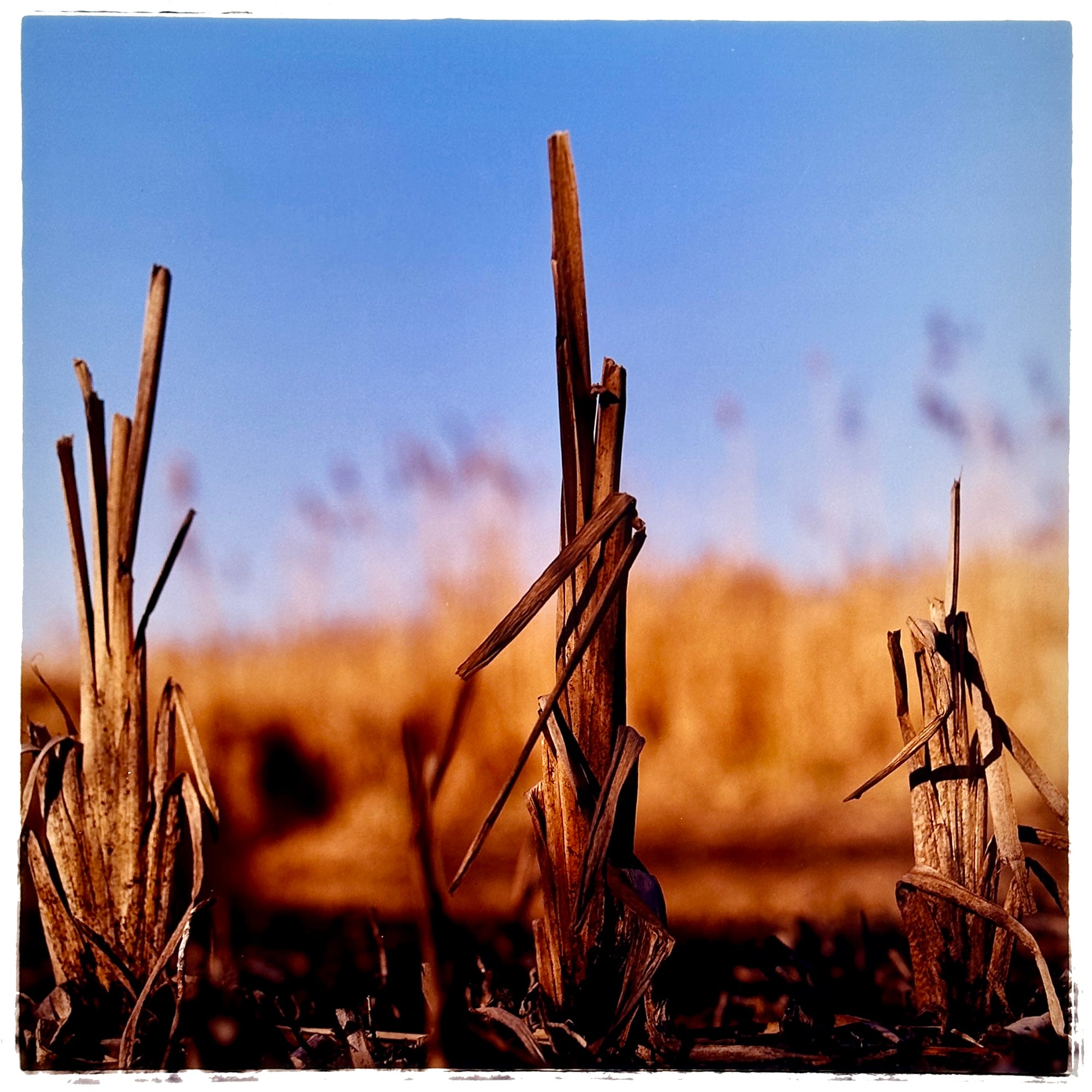 Photograph by Richard Heeps. Photograph of three distinct reed tufts sticking out of a blurred reed bed. A summer blue sky is also blurred behind and the image is bathed in summer sun.