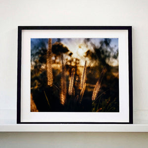 Black framed photograph by Richard Heeps. Cotton top grass is captured with the early sunrise filtering through it. The photograph is in neutral tones.