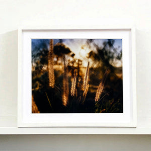 White framed photograph by Richard Heeps. Cotton top grass is captured with the early sunrise filtering through it. The photograph is in neutral tones.