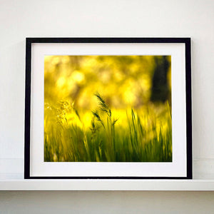 Black framed photograph by Richard Heeps. Green grasses sit in a yellow sunlight haze.