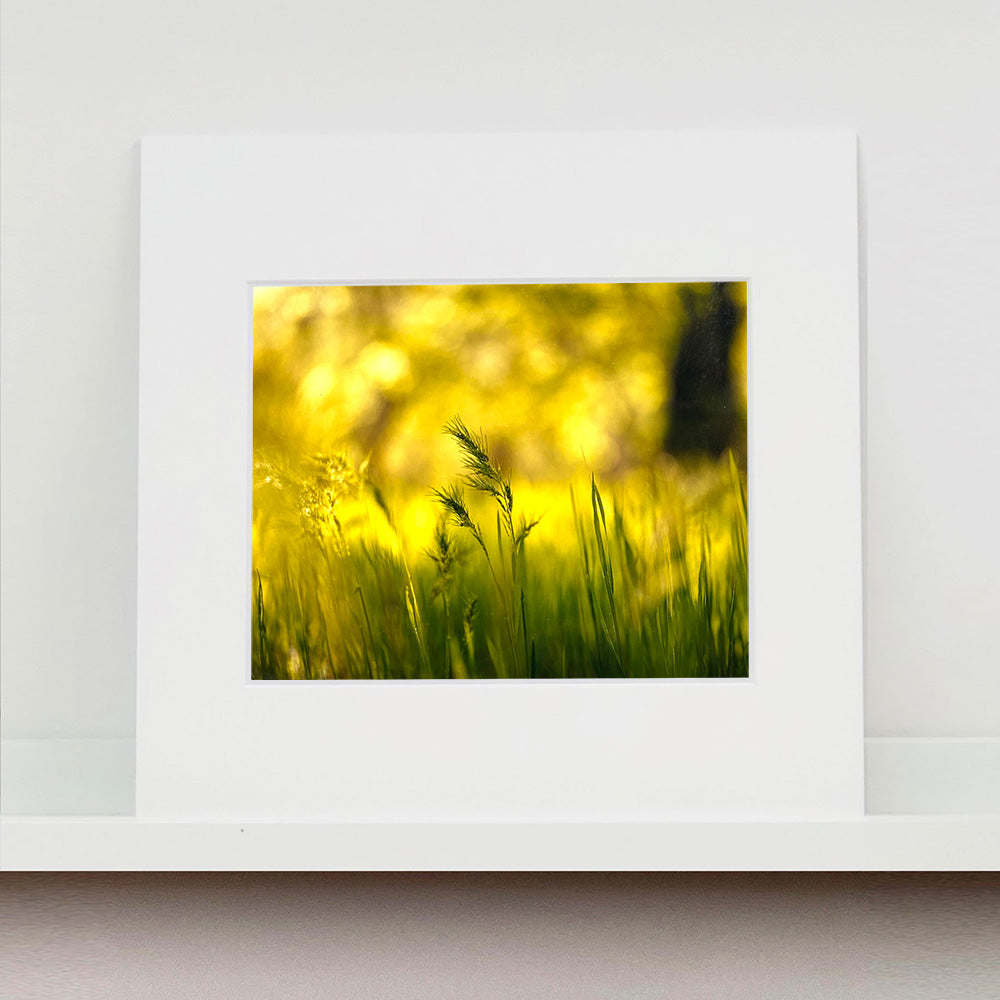 Mounted photograph by Richard Heeps. Green grasses sit in a yellow sunlight haze.
