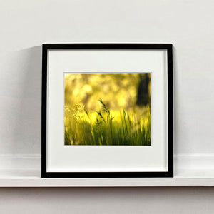 Black framed photograph by Richard Heeps. Green grasses sit in a yellow sunlight haze.