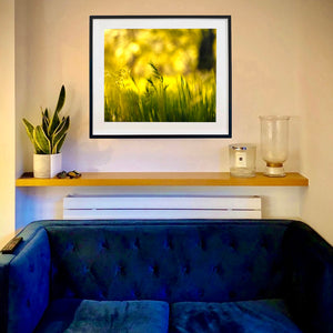 In situ photograph by Richard Heeps. The photograph is of green grasses sitting in a yellow sunlight haze.