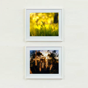 Two photographs by Richard Heeps. The top photograph is one of green grasses sitting in a yellow sunlight haze.  The bottom photograph depicts cotton top grasses sitting in a brown/golden hazy sunset.