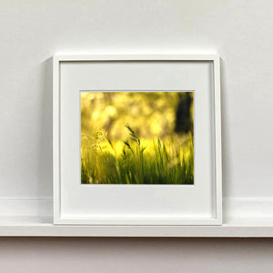 White framed photograph by Richard Heeps. Green grasses sit in a yellow sunlight haze.
