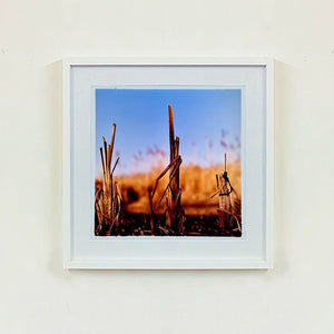 White framed photograph by Richard Heeps. Photograph of three distinct reed tufts sticking out of a blurred reed bed. A summer blue sky is also blurred behind and the image is bathed in summer sun.