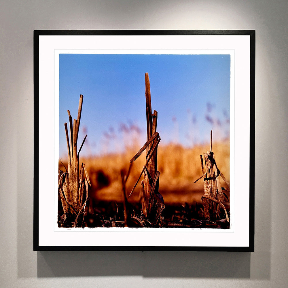 Black framed photograph by Richard Heeps. Photograph of three distinct reed tufts sticking out of a blurred reed bed. A summer blue sky is also blurred behind and the image is bathed in summer sun.