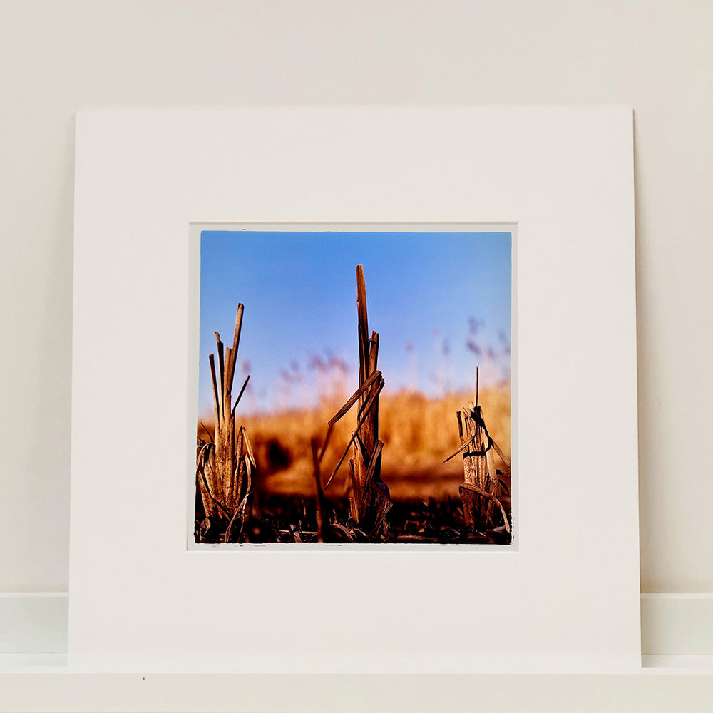 Mounted photograph by Richard Heeps. Photograph of three distinct reed tufts sticking out of a blurred reed bed. A summer blue sky is also blurred behind and the image is bathed in summer sun.