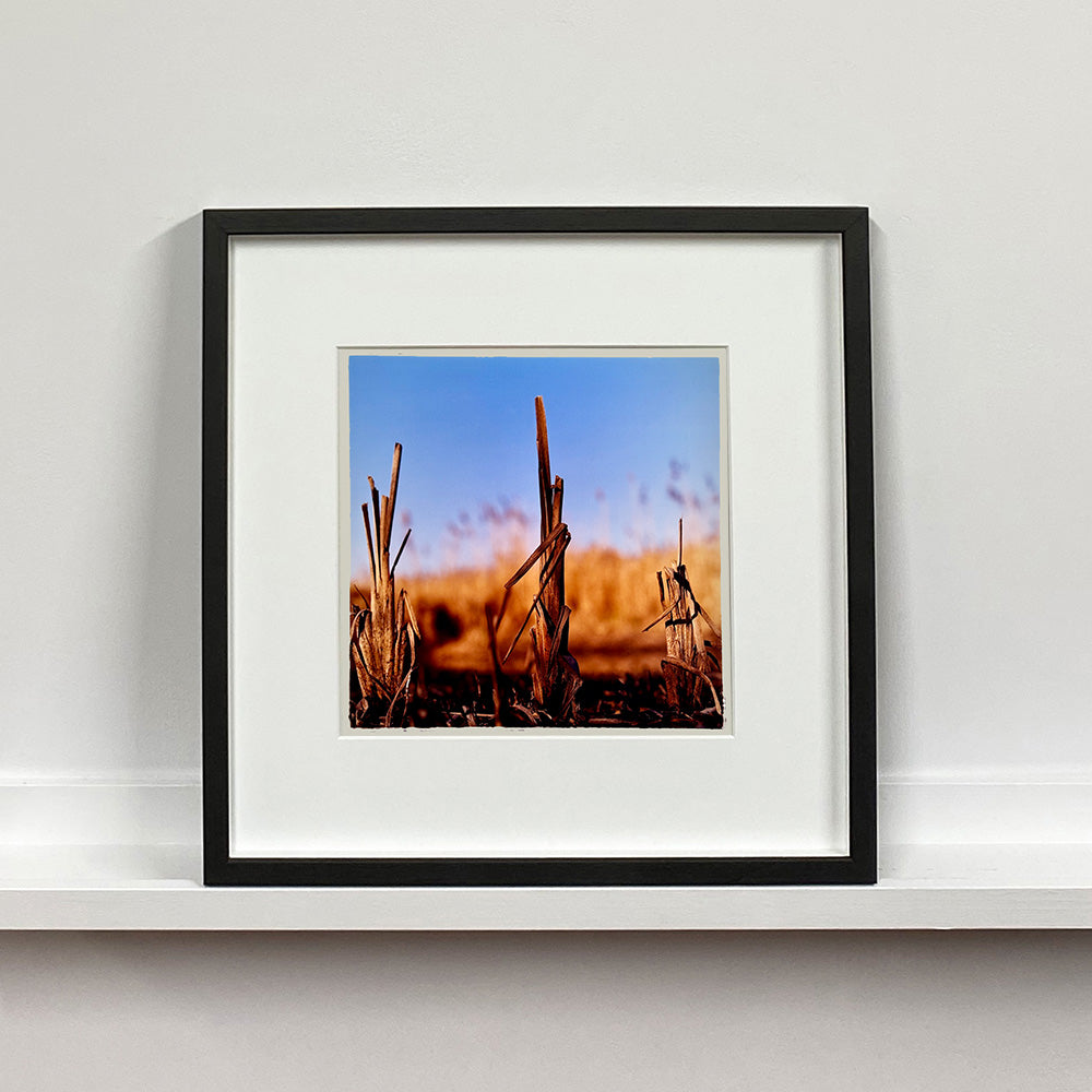 Black framed photograph by Richard Heeps. Photograph of three distinct reed tufts sticking out of a blurred reed bed. A summer blue sky is also blurred behind and the image is bathed in summer sun.