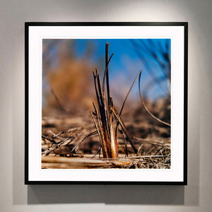 Black framed photograph by Richard Heeps. Photograph of a distinct reed tuft sticking out of a blurred reed bed. A summer blue sky is also blurred behind and the image is bathed in summer sun.