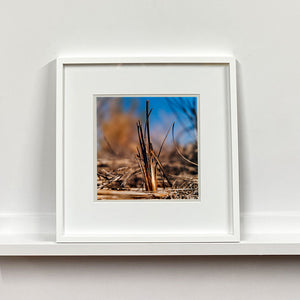 White framed photograph by Richard Heeps. Photograph of a distinct reed tuft sticking out of a blurred reed bed. A summer blue sky is also blurred behind and the image is bathed in summer sun.