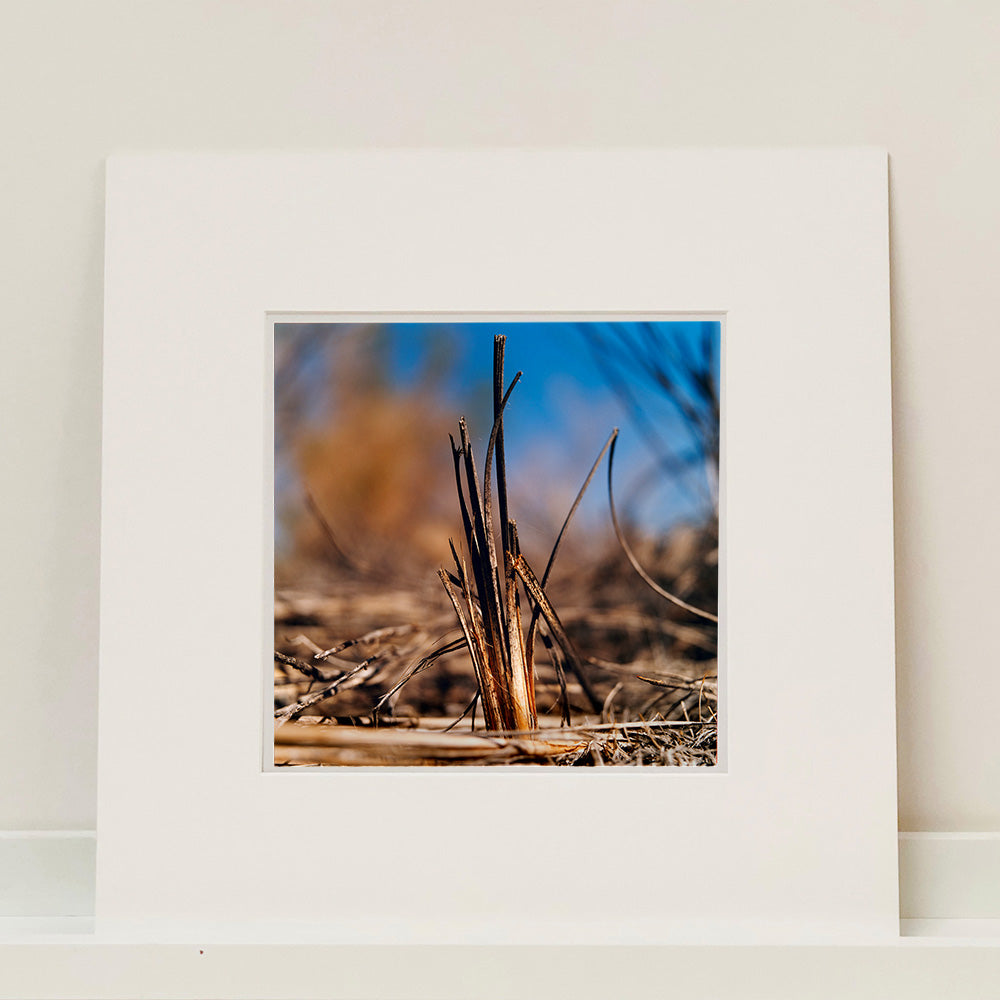 Mounted photograph by Richard Heeps. Photograph of a distinct reed tuft sticking out of a blurred reed bed. A summer blue sky is also blurred behind and the image is bathed in summer sun.