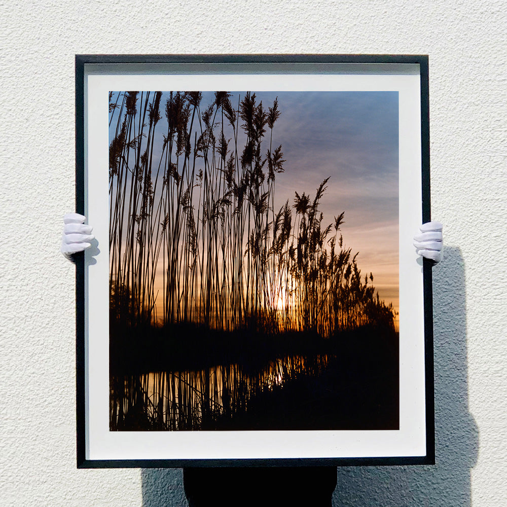 Photograph held by photographer Richard Heeps. Reeds stand tall and reflect down onto the water with a setting sun behind them.