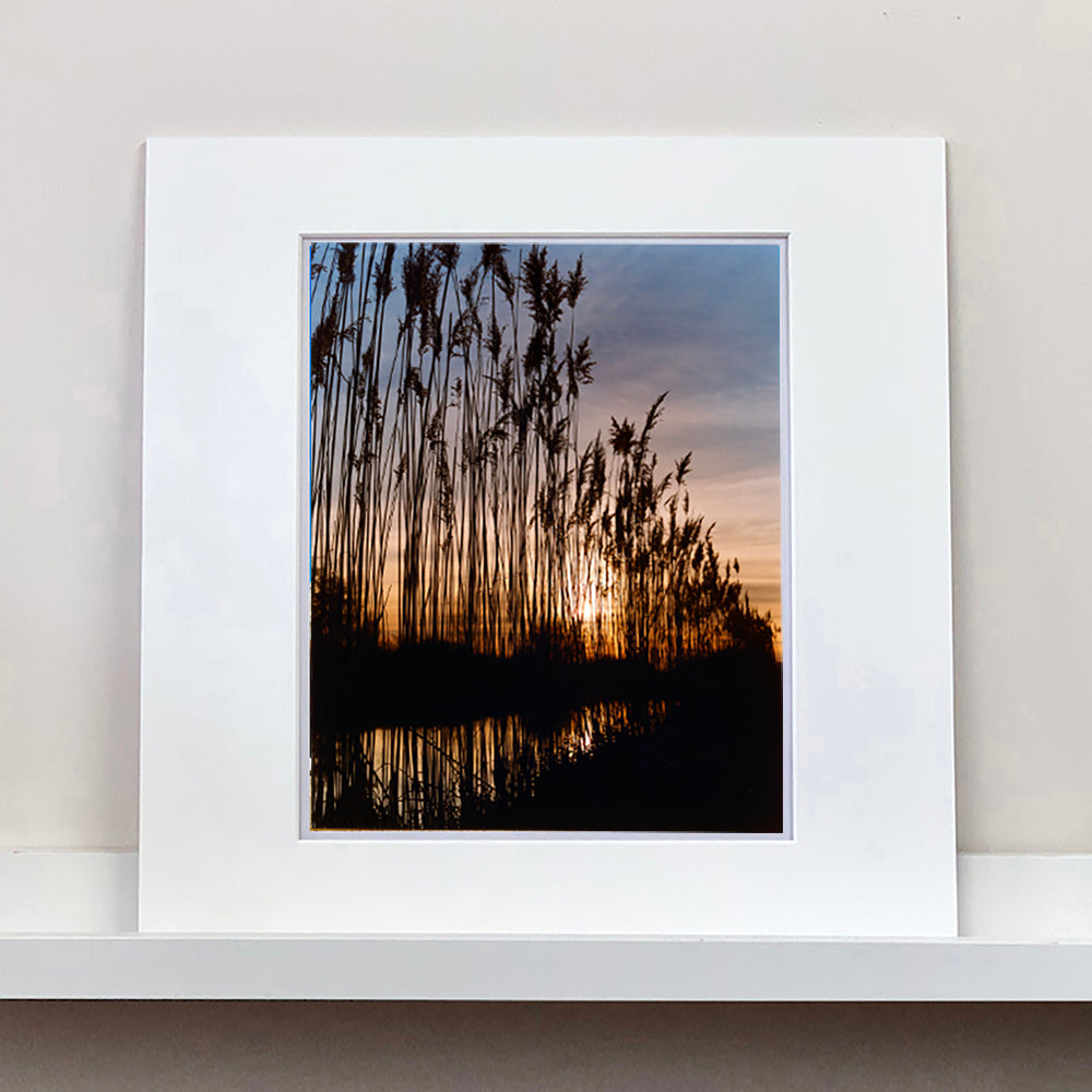Mounted photograph by Richard Heeps. Reeds stand tall and reflect down onto the water with a setting sun behind them.