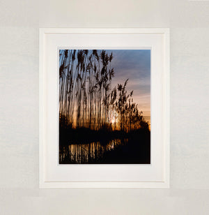 White framed photograph by Richard Heeps. Reeds stand tall and reflect down onto the water with a setting sun behind them.