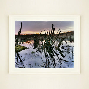 White frame photograph by Richard Heeps. Photograph of cut down, lichen clad branches poking out of the flooded fen field. The branches are strikingly dark and create dark reflections with a golden sunset in the background.