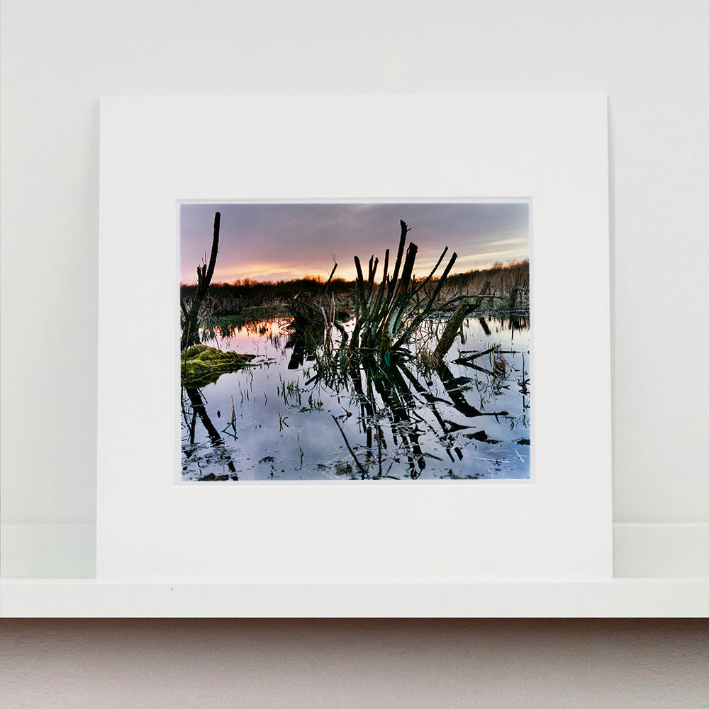 Mounted photograph by Richard Heeps. Photograph of cut down, lichen clad branches poking out of the flooded fen field. The branches are strikingly dark and create dark reflections with a golden sunset in the background.