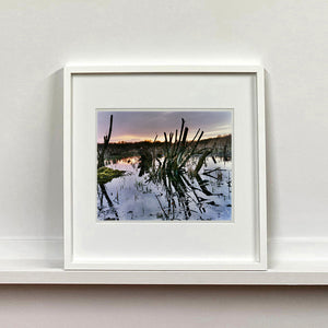 White framed photograph by Richard Heeps. Photograph of cut down, lichen clad branches poking out of the flooded fen field. The branches are strikingly dark and create dark reflections with a golden sunset in the background.