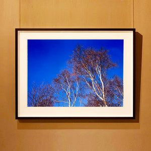 Black framed photograph by Richard Heeps. This photograph is looking up at the tops of four leafless silver birches against a deep blue autumn sky.