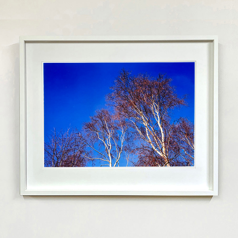 White framed photograph by Richard Heeps. This photograph is looking up at the tops of four leafless silver birches against a deep blue autumn sky.