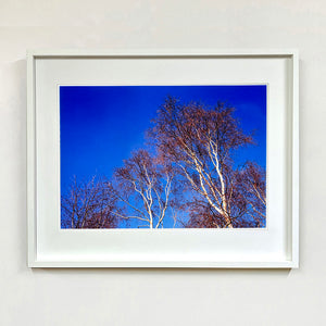 White framed photograph by Richard Heeps. This photograph is looking up at the tops of four leafless silver birches against a deep blue autumn sky.
