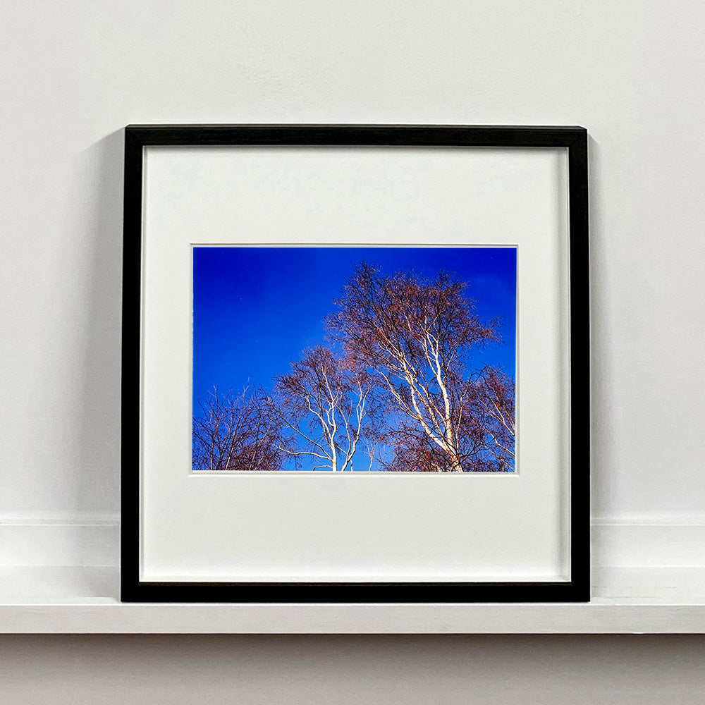 Black framed photograph by Richard Heeps. This photograph is looking up at the tops of four leafless silver birches against a deep blue autumn sky.