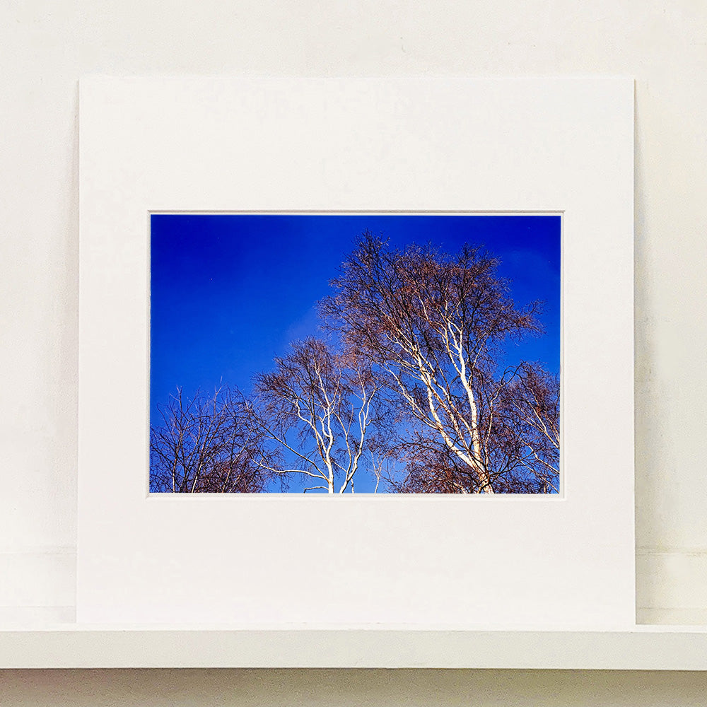 Mounted photograph by Richard Heeps. This photograph is looking up at the tops of four leafless silver birches against a deep blue autumn sky.