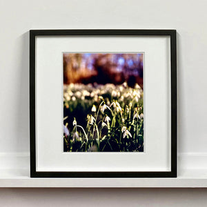 Black framed photograph by Richard Heeps. Snow drops appear clearly close up and then out of focus in the distance. The sky is out of focus browns and goldens.