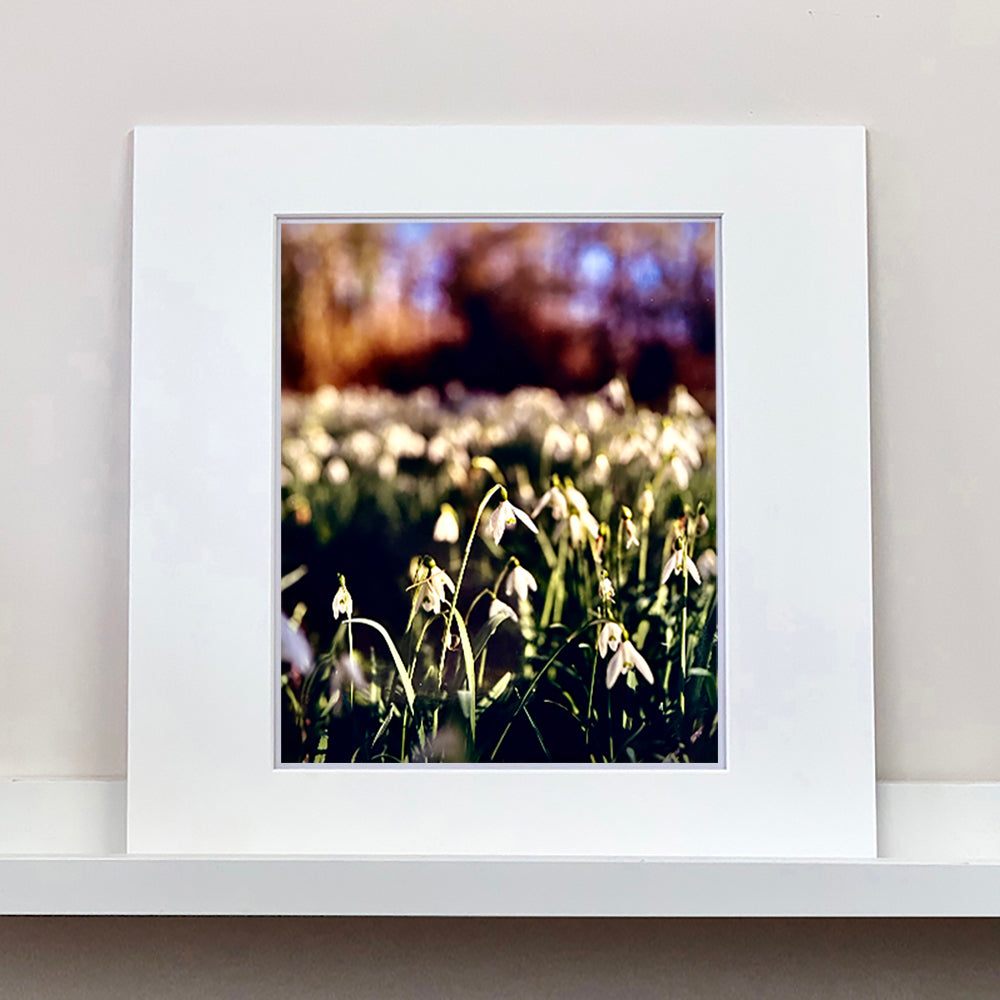 Photograph by Richard Heeps. Snow drops appear clearly close up and then out of focus in the distance. The sky is out of focus browns and goldens.