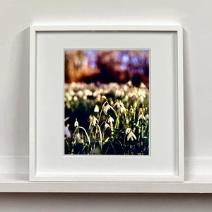White framed photograph by Richard Heeps. Snow drops appear clearly close up and then out of focus in the distance. The sky is out of focus browns and goldens.