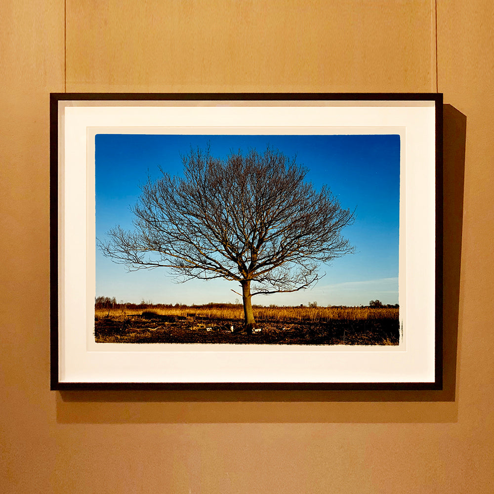 Black framed photograph by Richard Heeps. A winter tree fills this photograph, with a vast blue sky behind and golden fenland below.