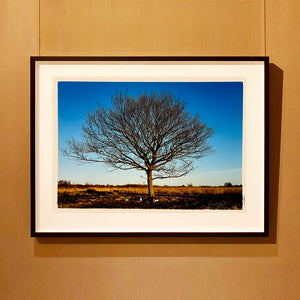 Black framed photograph by Richard Heeps. A winter tree fills this photograph, with a vast blue sky behind and golden fenland below.