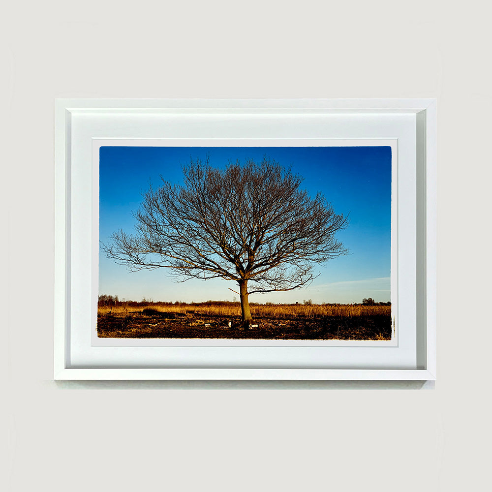 White framed photograph by Richard Heeps. A winter tree fills this photograph, with a vast blue sky behind and golden fenland below.