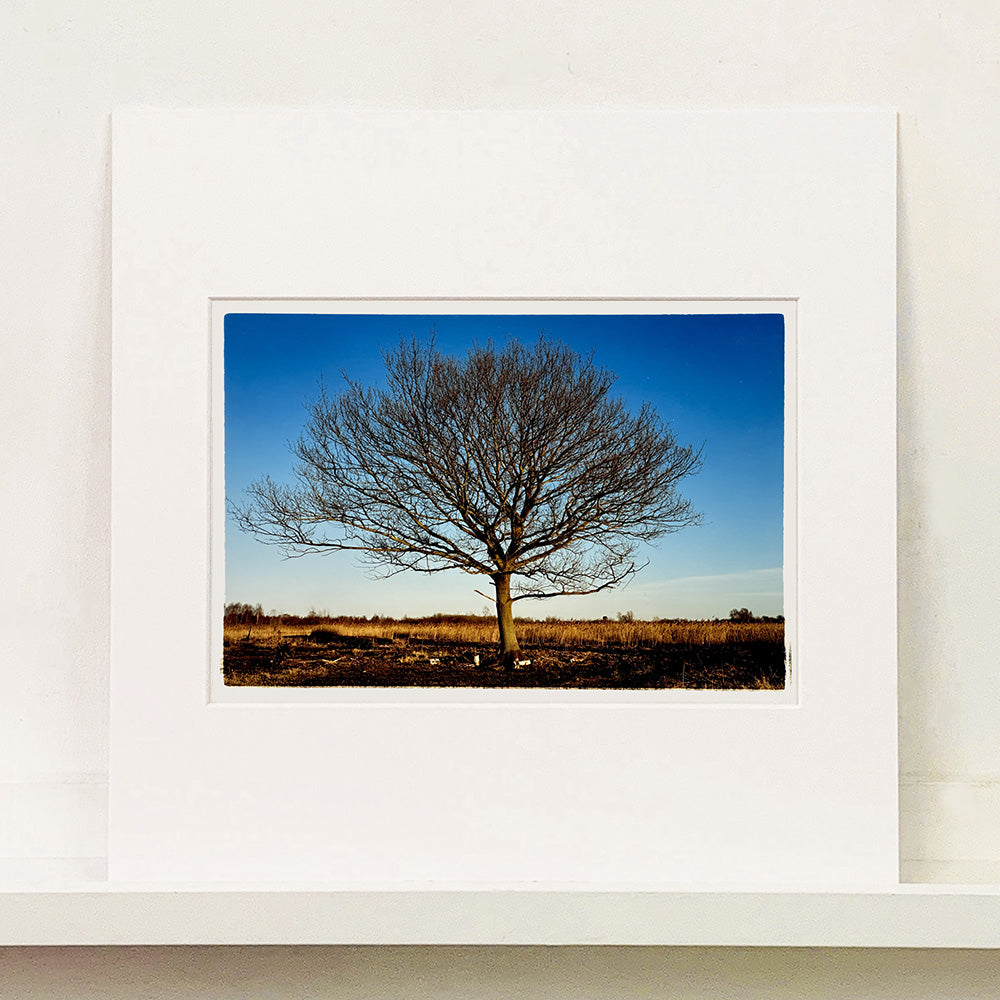 Mounted photograph by Richard Heeps. A winter tree fills this photograph, with a vast blue sky behind and golden fenland below.