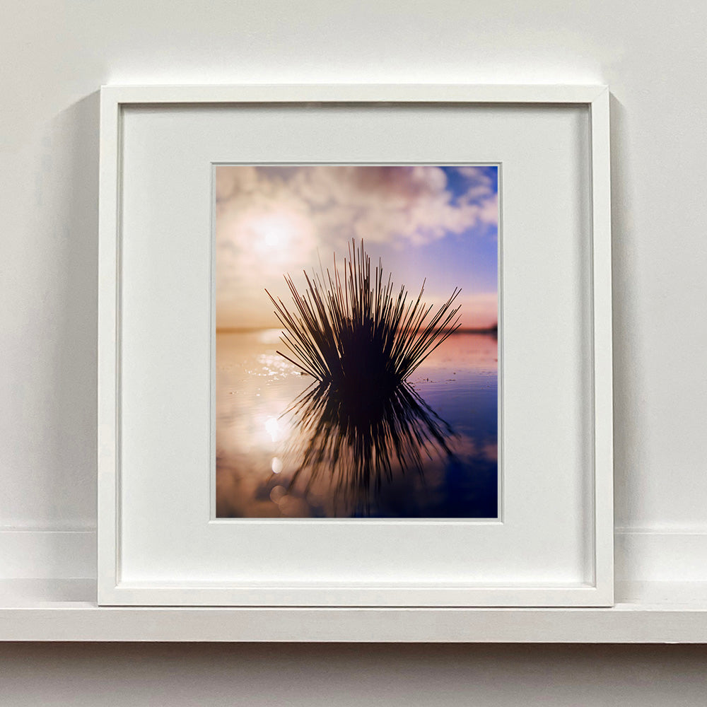 White framed photograph by Richard Heeps. A tussock of grass sits at dusk in fenland water. It is bathed in a golden dusk light.