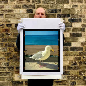 The Queens Seagull, Brighton, 2025