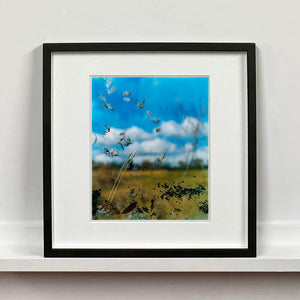 Black framed photograph by Richard Heeps. Feathers, leaves, sticks and other fenland debris appears at the front of this photograph with a hazy blue fenland sky and scene blurred behind.