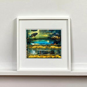 White mounted photograph by Richard Heeps. Wet market fish tank filled with blue green and yellow fish, in a Hong Kong street.