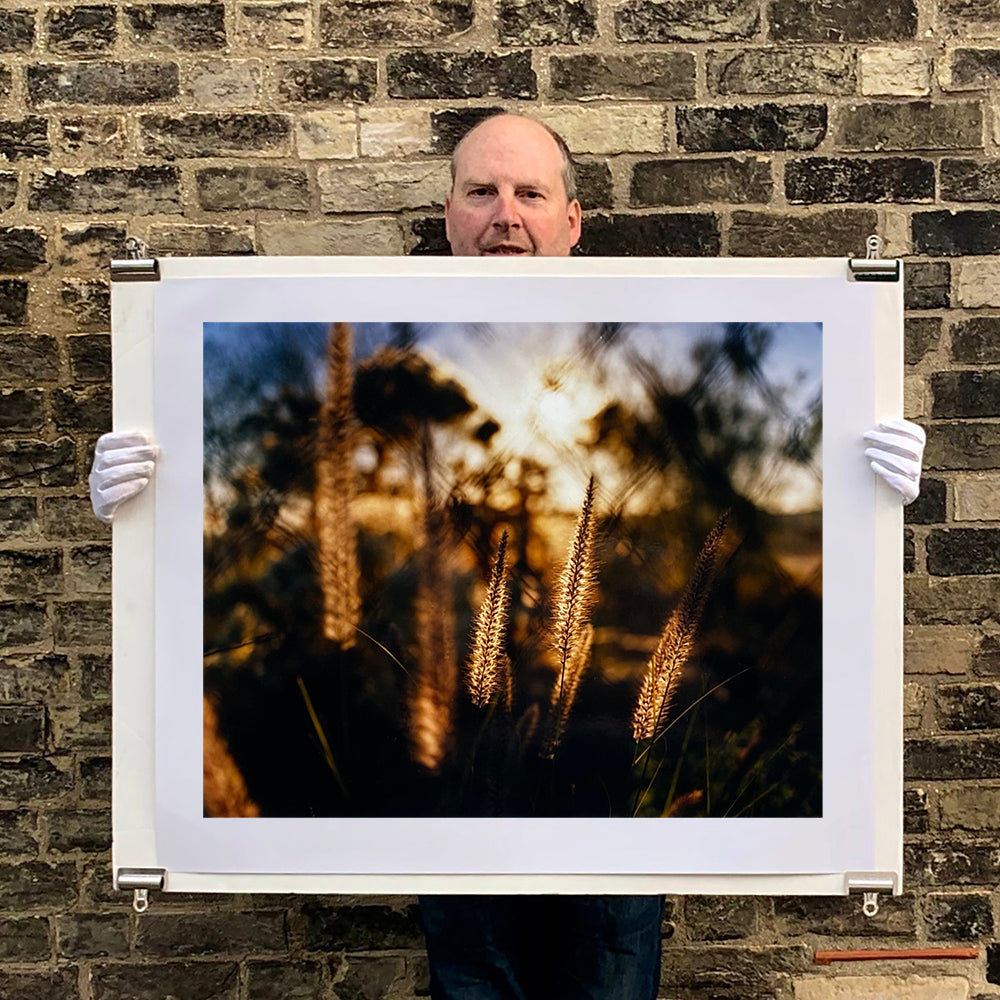 Photograph held by photographer Richard Heeps. Cotton top grass is captured with the early sunrise filtering through it. The photograph is in neutral tones.