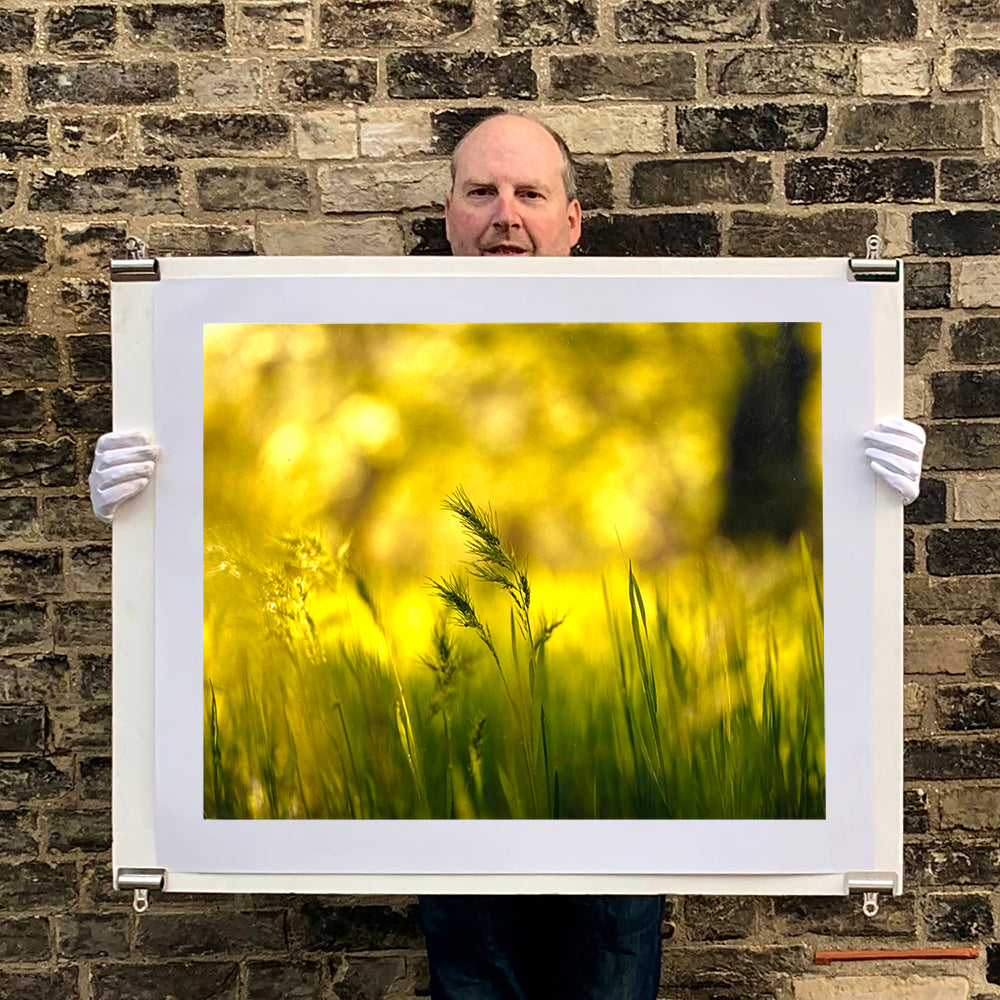 Photograph held by photographer Richard Heeps. Green grasses sit in a yellow sunlight haze.