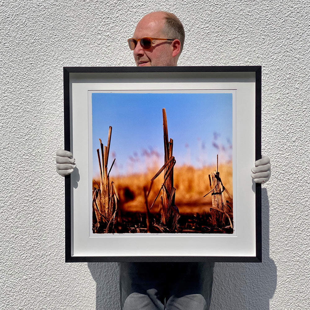 Black framed photograph held by photographer Richard Heeps. Photograph of three distinct reed tufts sticking out of a blurred reed bed. A summer blue sky is also blurred behind and the image is bathed in summer sun.