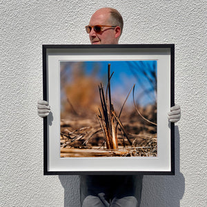Black framed photograph held by photographer Richard Heeps. Photograph of a distinct reed tuft sticking out of a blurred reed bed. A summer blue sky is also blurred behind and the image is bathed in summer sun.