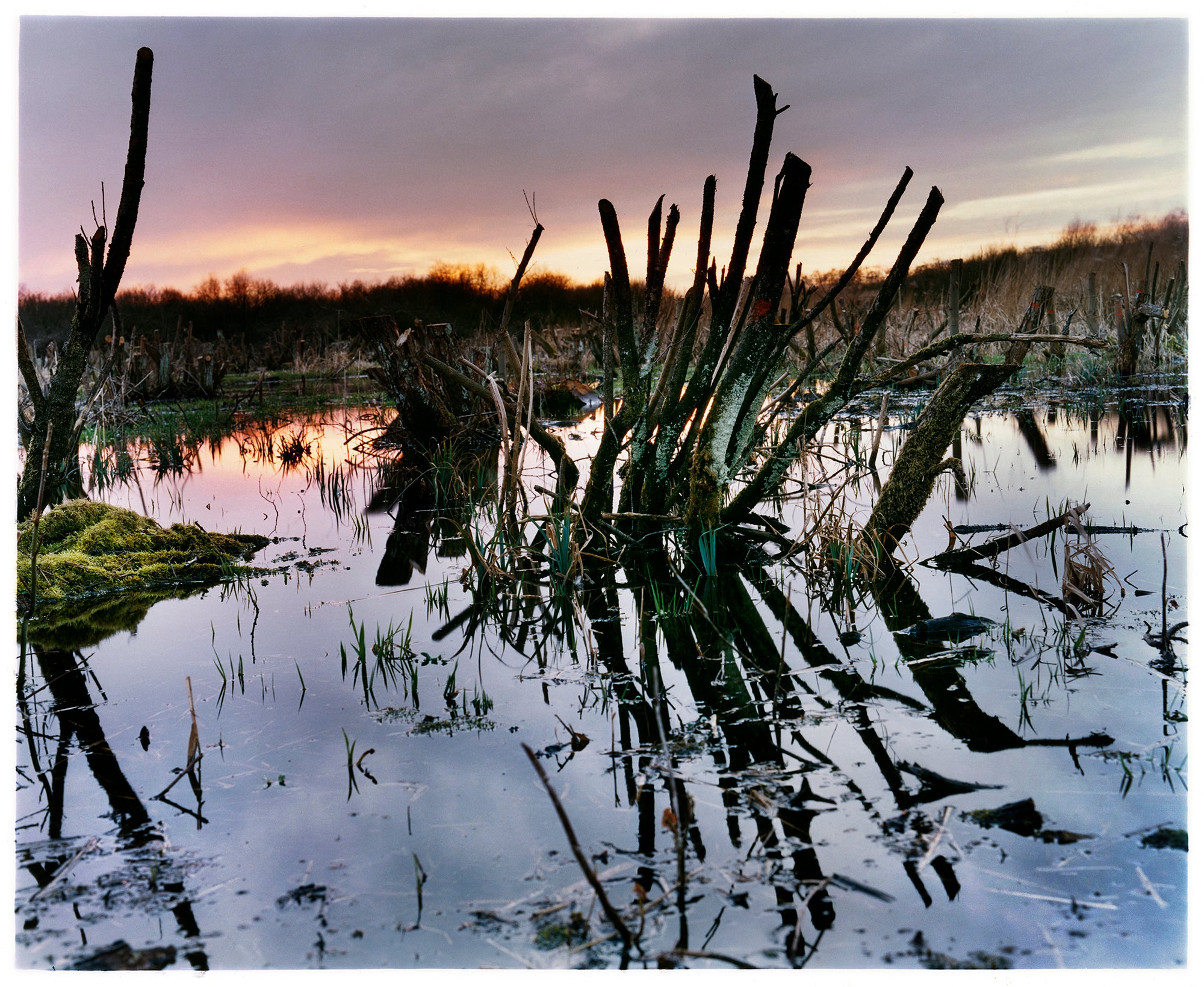Photograph by Richard Heeps. Photograph of cut down, lichen clad branches poking out of the flooded fen field. The branches are strikingly dark and create dark reflections with a golden sunset in the background.
