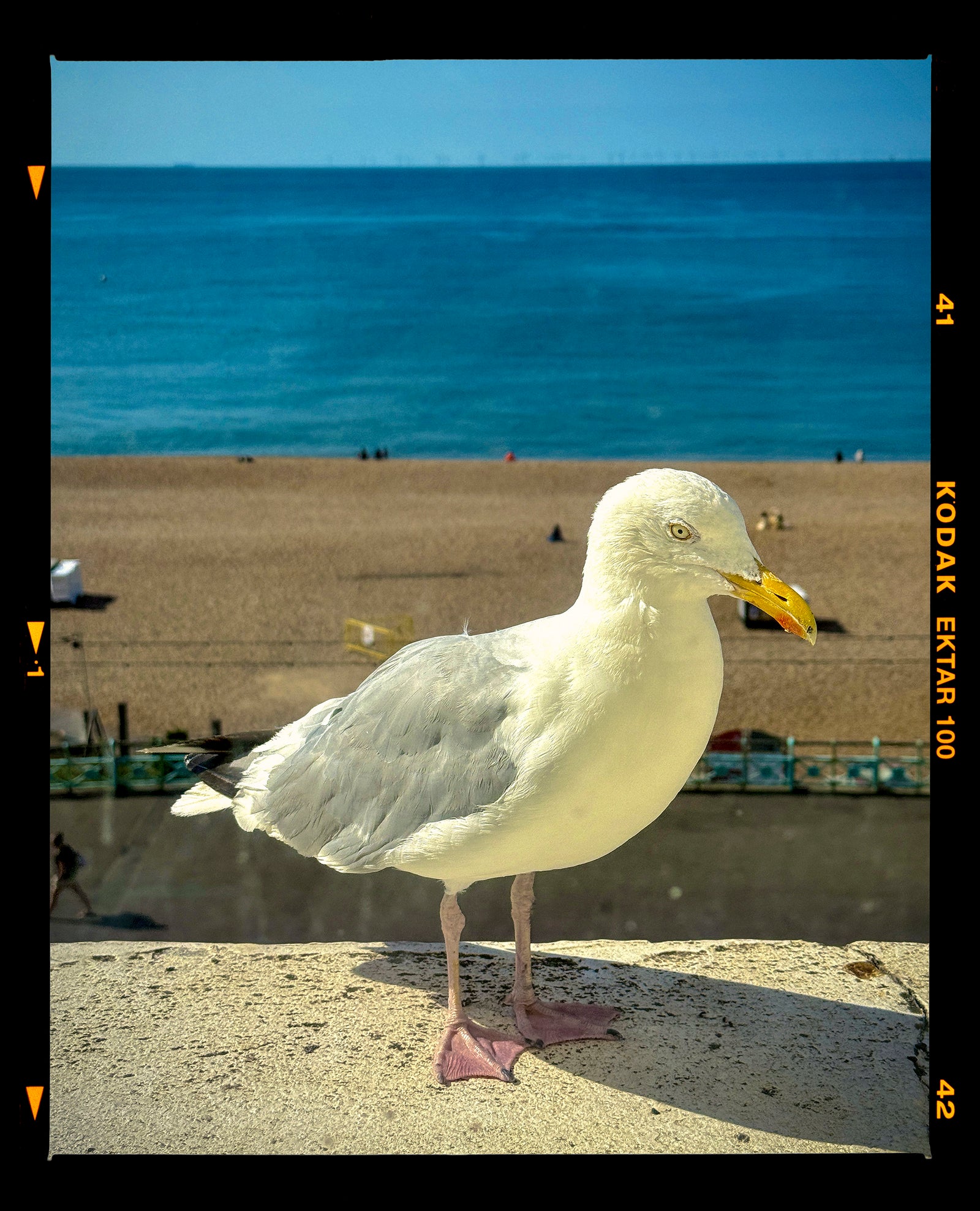 A seagull stands on a concrete ledge with a sandy beach and blue ocean in the background, presented with a vintage film camera border showing 'KODAK EKTAR 100' on the right side photograph by Richard Heeps